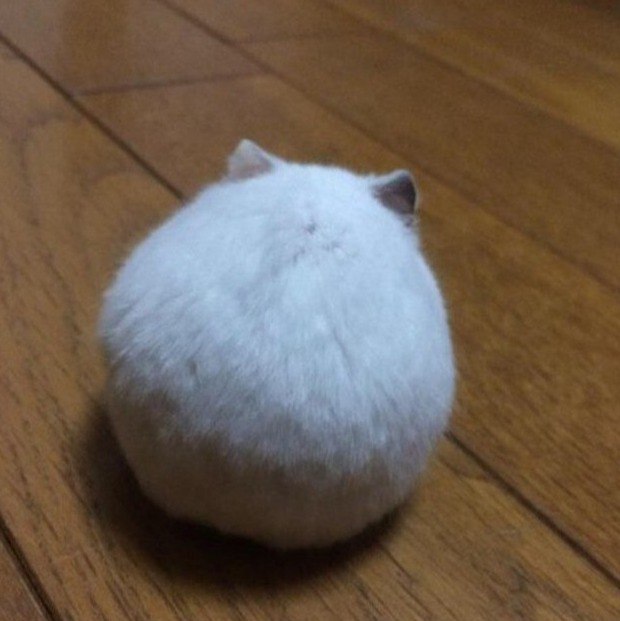 Живность из сети