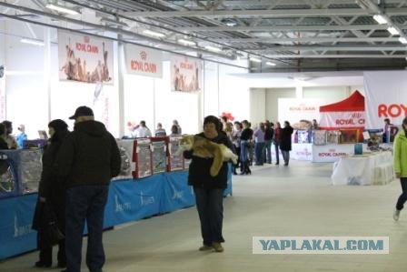Котовторник 27.03.2012