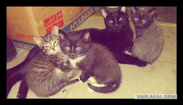 Котовторник (15.05.2012)
