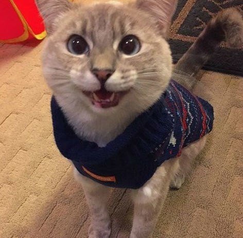 Забавные фото котеек