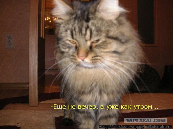 Скотсети и прочие интернеты 19.07.19
