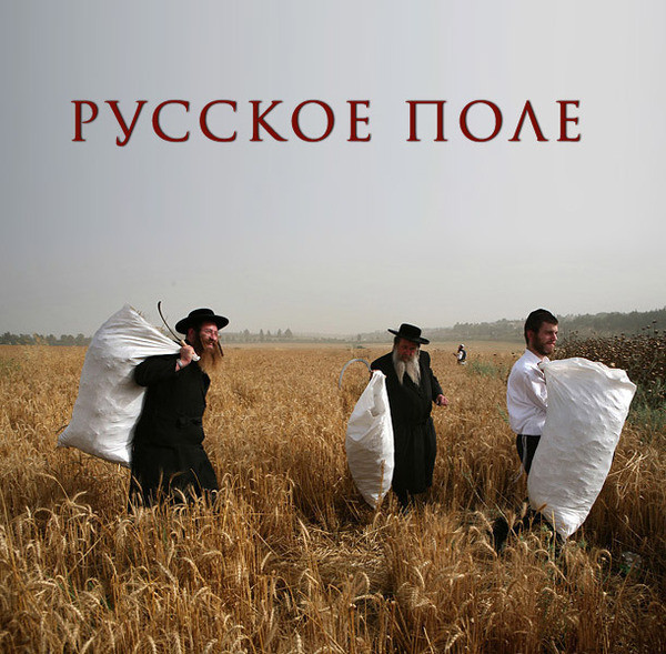 Кошка Мурка едет в дурку