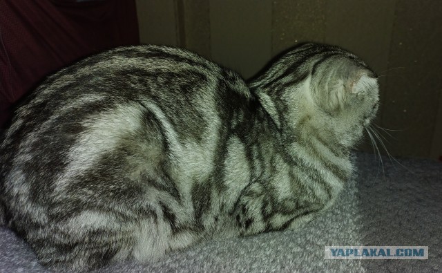 Давайте по котикам, которые с нами на самоизоляции