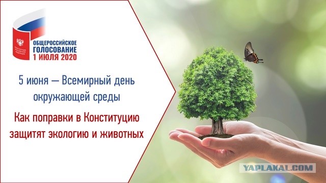 Госдума разрешила сплошную вырубку леса на Байкале ради БАМа