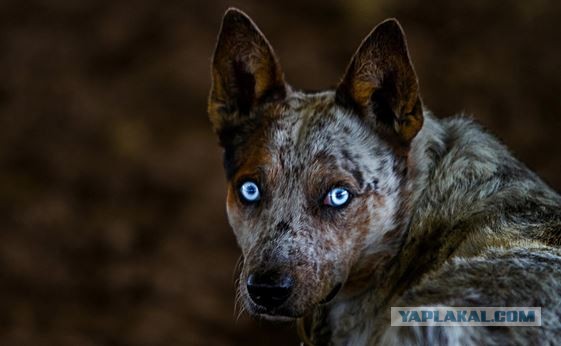 О массовой травле бездомных собак в Сочи сообщают зоозащитники