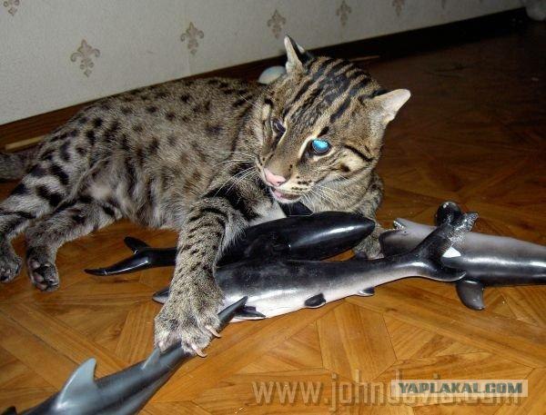 Коты любят принимать ванну