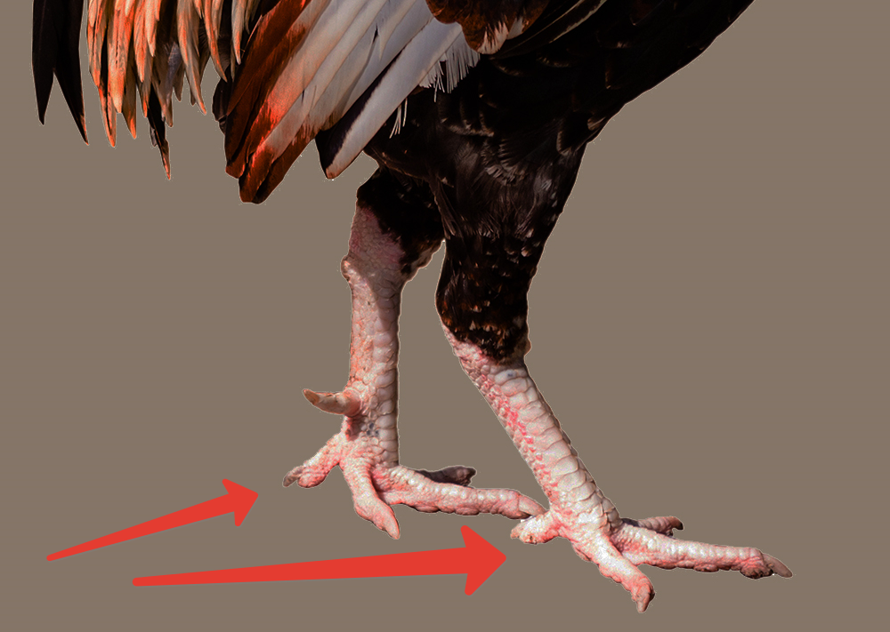 У птиц 2 ноги