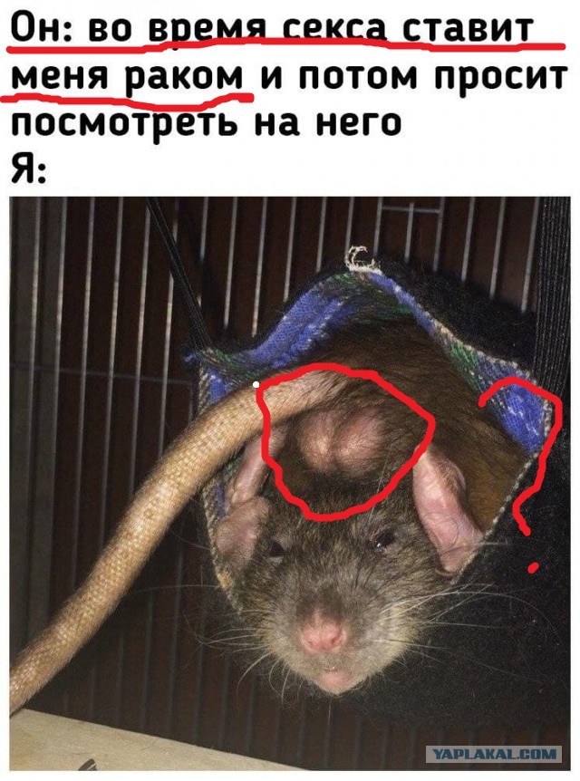 Мемасы (Пошлятина в основном)