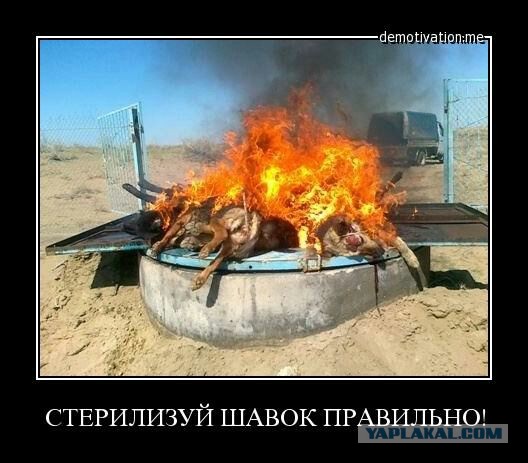 Как научить собак не нападать на велосипедистов?