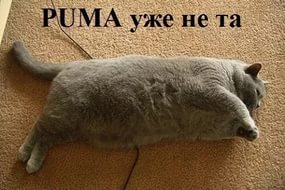 Барсик, ты слишком много жрёшь