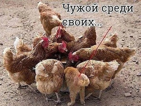 Так себе картинки 11.04.23