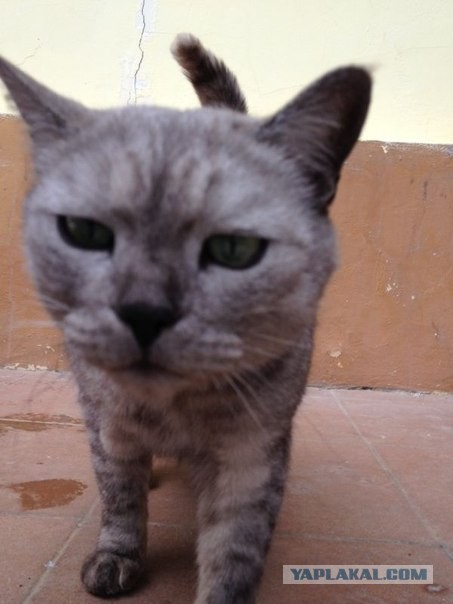Котовторник 16.04.2013