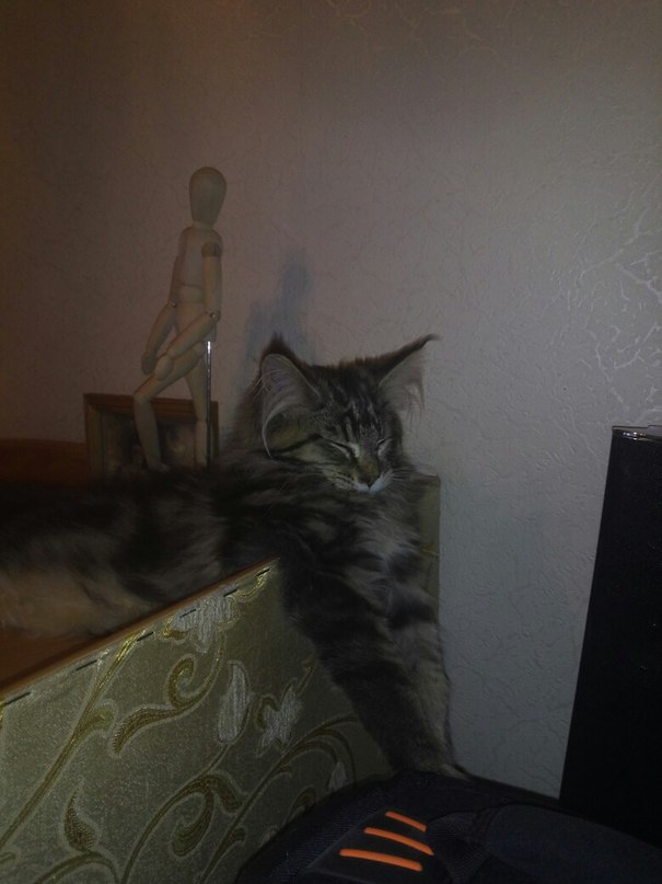 Немного о  Мейн Куне.