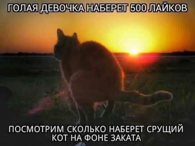 К котовторнику: подборка картинок-баянов с котиками и про котиков. Выпуск 11
