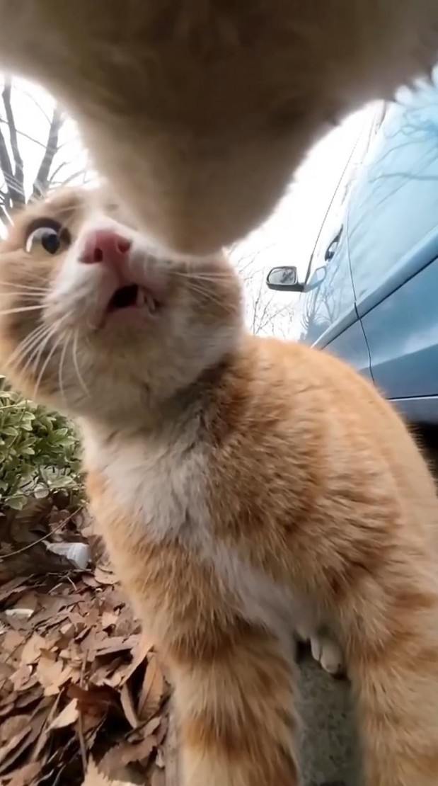 Уличные котики