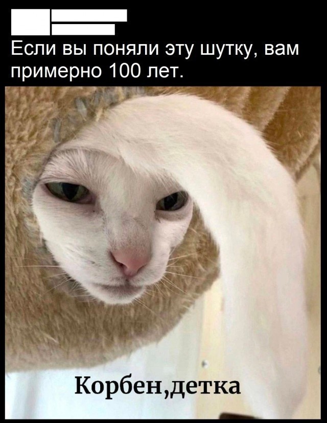 К котовторнику: подборка картинок-баянов с котиками и про котиков. Выпуск 37.