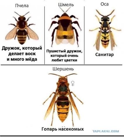 Осиное гнездо.