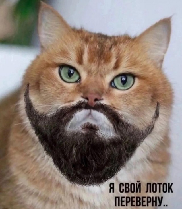 К котовторнику: подборка картинок-баянов с котиками и про котиков. Выпуск 42.