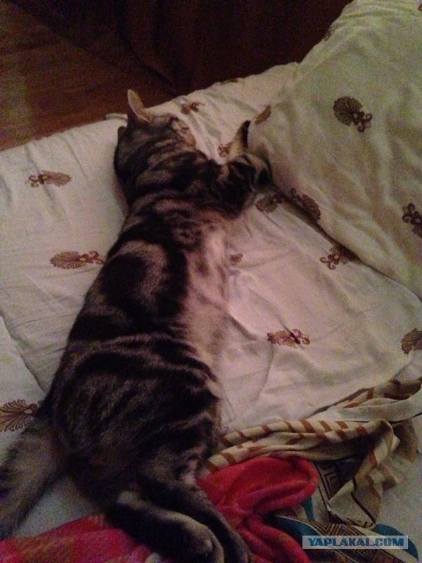 Котовторник  30.07.2013