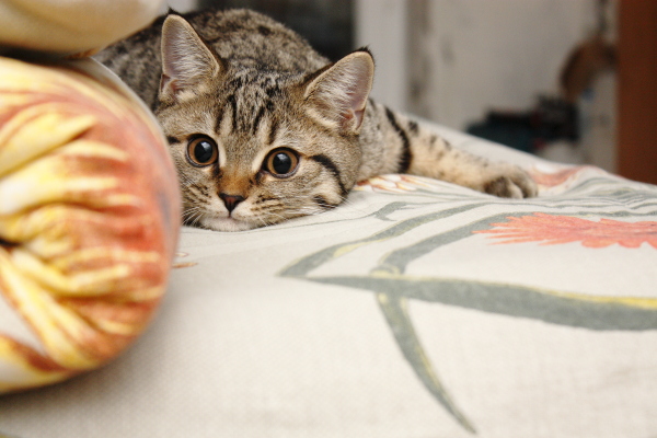 Котовторник   31.12.  2013