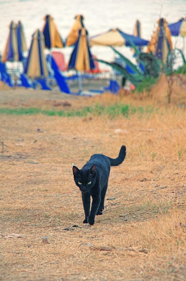 Котовторник 01.04.2014