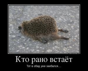 Интересные факты о ежах