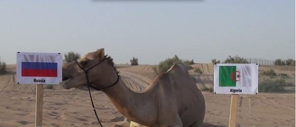 Чемпионат Мира 2014 Бразилия