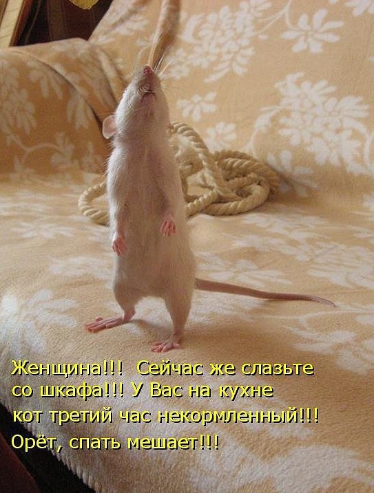 Картинки, вроде смешные.