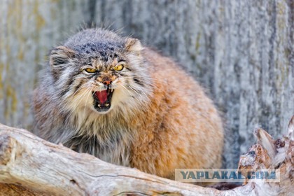 Рейтинг самых красивых пород кошек