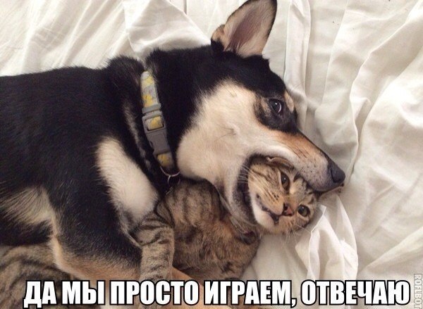 Веселые картинки