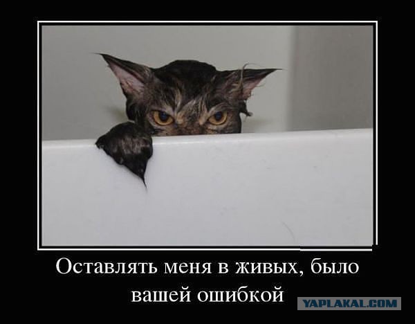 Весёлое из сети