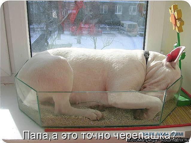 Собакочетверг 17.09.2015
