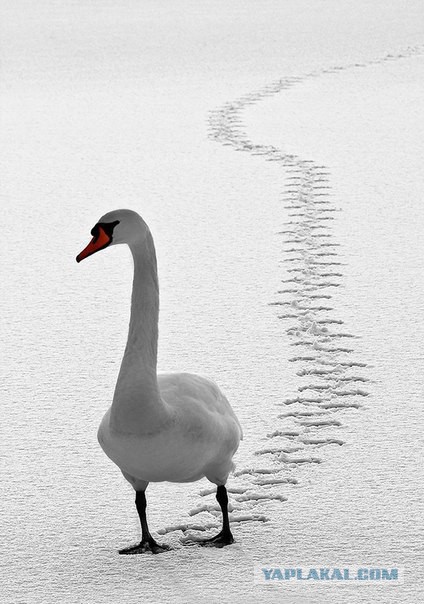 Разные картинки из сети