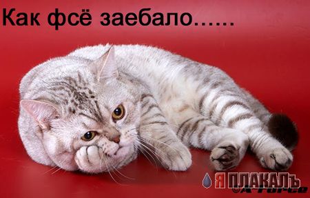 Коты, кошки, котята