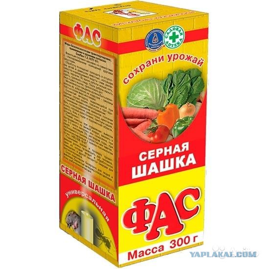 Шершни напали на пчелиный улей.