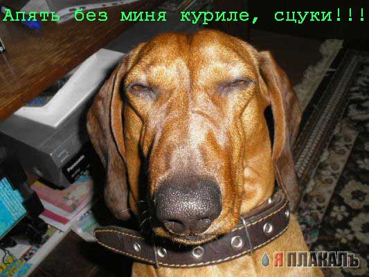 СОБАКИ и ЩЕНКИ. Все про собак!