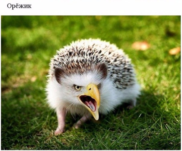 Подборка интересных и веселых картинок