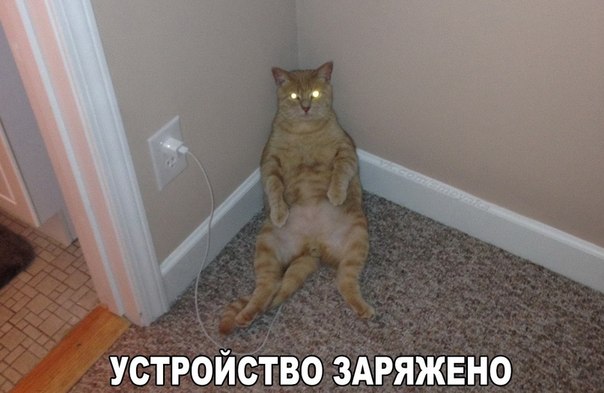 Божьи твари