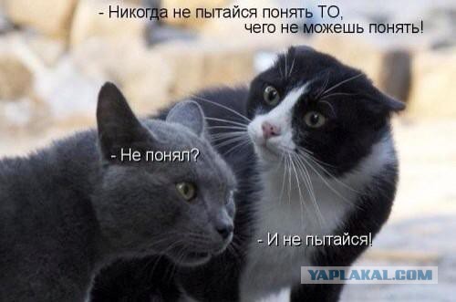 Очень чёрный юмор. Чёрный, как моя душа