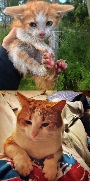 Коты и Кошки