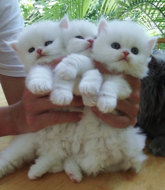 Коты и Кошки