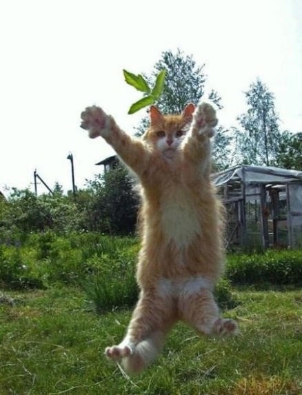 Коты и Кошки