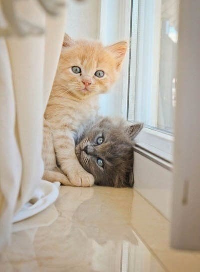 Коты и Кошки