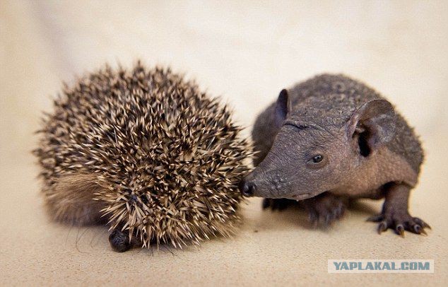 Запилю-ка я картинок