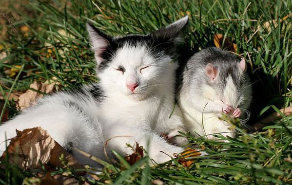 Котомет на вторник (15.04.2008)