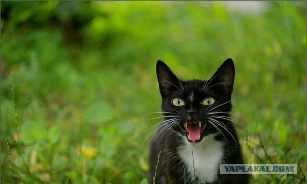 Котовторник (16.09.08)