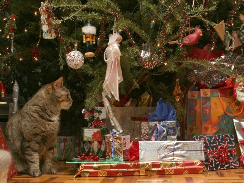 Новогодний КОТОВТОРНИК!