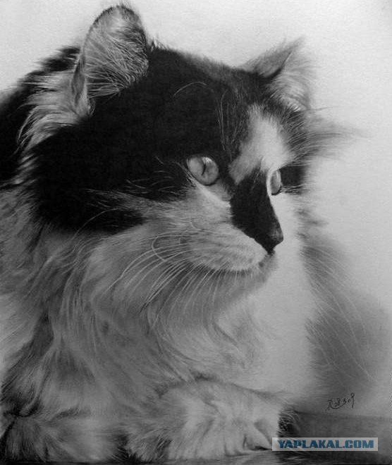 Первый котовторник июля