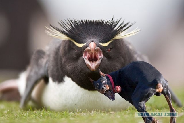 Пингвин - адское существо!