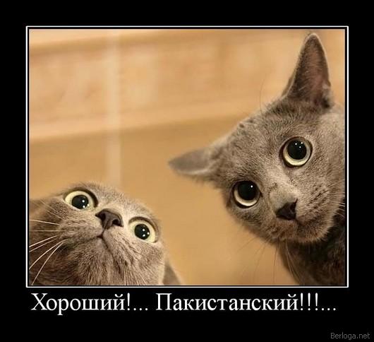 Котовторник (31.01.2012)